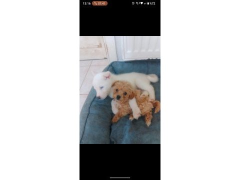 6 aylık dişi maltipoo