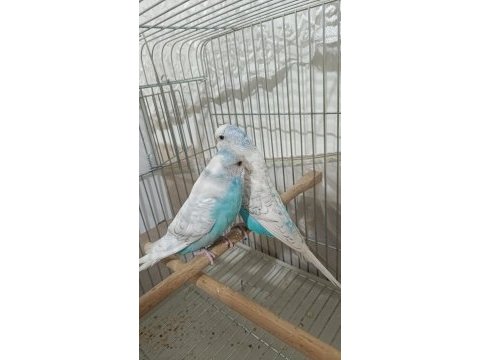 Muhabbet kuşu takım