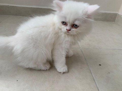 Kedi yavru british longhair dişi erkek