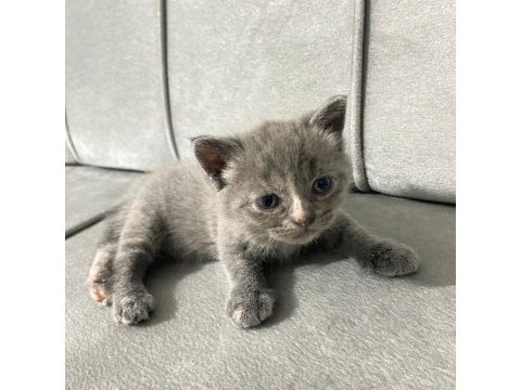 British shorthair cins minikler
