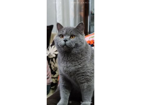 Güzel british shorthair kızlar yeni yuvalarını arıyorlar