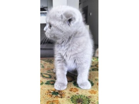 Scottish fold 60 günlük