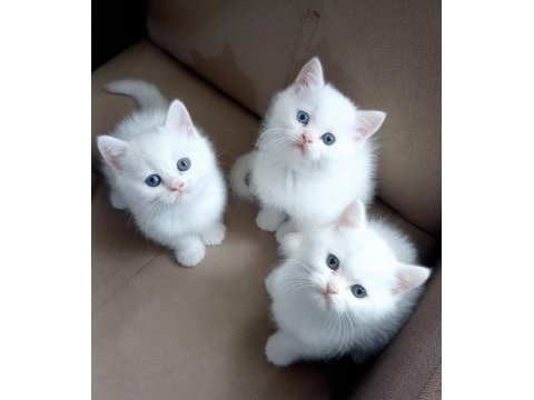 British shorthair beyaz erkek yavrular