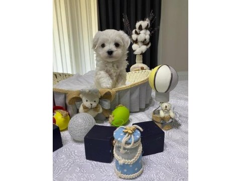 A şecereli kore maltese babadan maltese yavrular