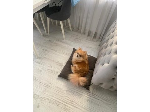Pomeranian toy poodle takas