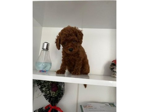 Wc eğitimli orjinal poodle yavrum