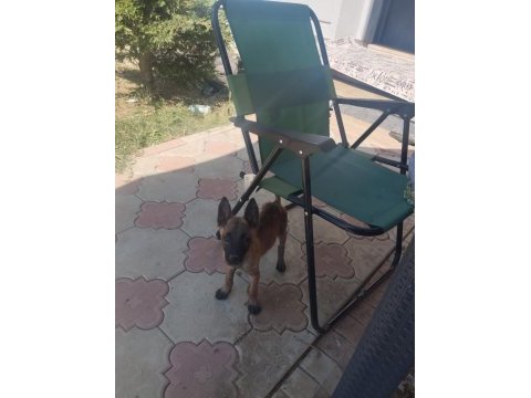 Safkan belçika kurdu yavrular