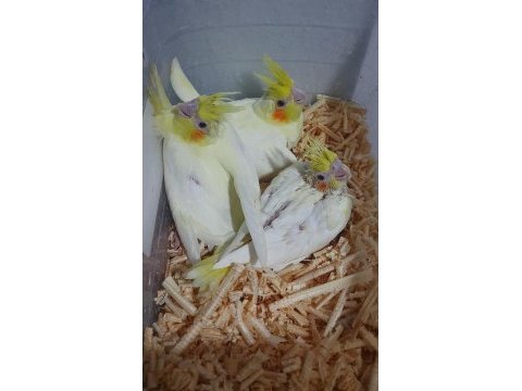 Yavru sultan papağanlar