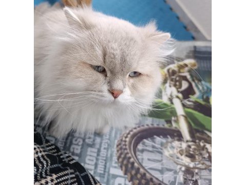 Eşleme/sahiplenme, orijinal, saf ırk bir baba kedimiz