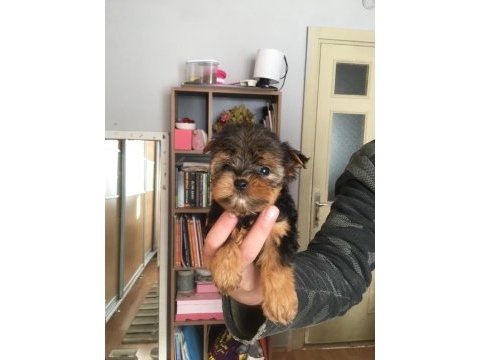 Sıfır numara bardak boy yorkshire terrier