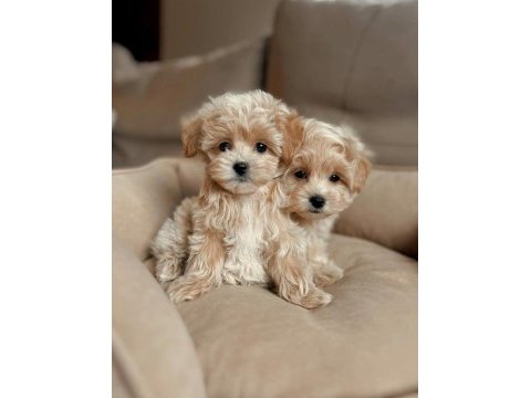 En iyisine sahip olmak için maltipoo yavrular