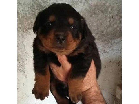 Rottweiler erkek ve dişi izmir