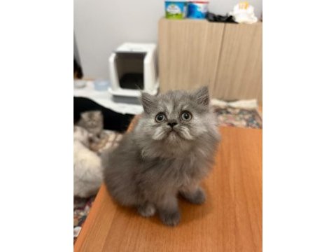 British longhair ve iran chinchilla