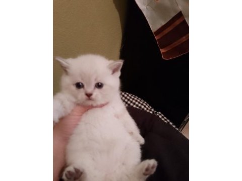 Çok tatlı safkan blue point british shorthair yavrumuz