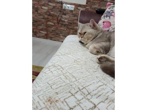 British longhair kedim