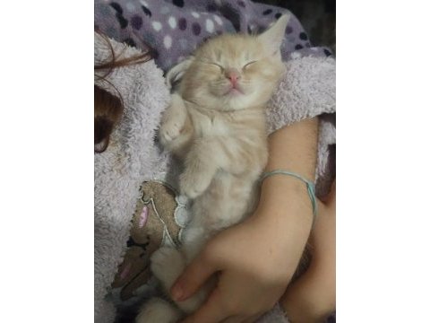 2 aylık 2 dişi ve 1 erkek british shorthair yavrular