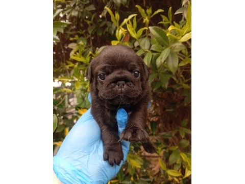 Kara zümrüt pug mops sıfır burun gül kuyruk