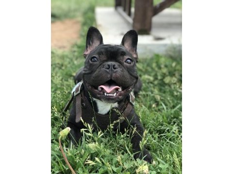 5 yaşında french bulldog