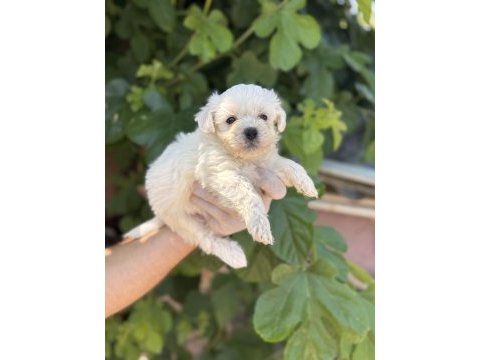 Sevimli pamuk maltese terrier