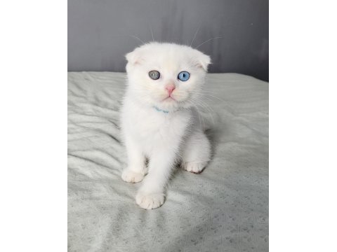 Scottish fold oddeyes