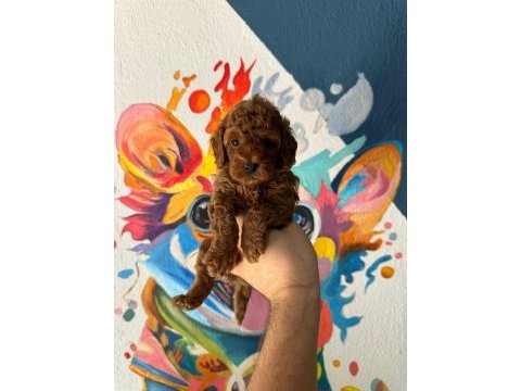 Ziyarete açık erkek dişi poodle bebekler 