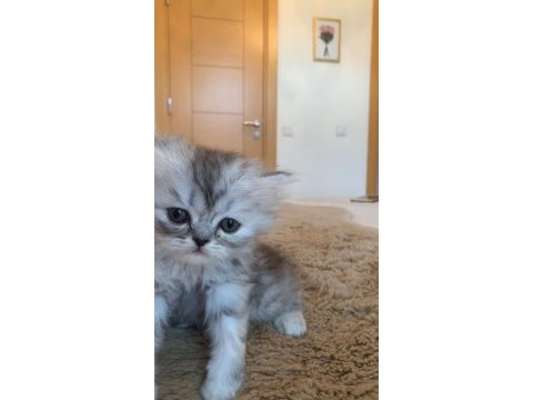 1,5 aylık british longhair
