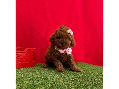 Safkan toy poodle bebekler