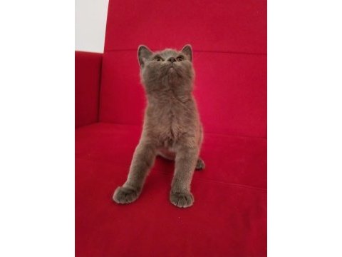 2.5 aylık ve 3.5 aylık british shorthair
