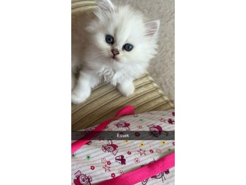 British longhair ve shorthair yavrularımız