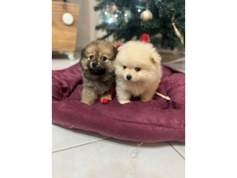 Pomeranian bebelerimiz