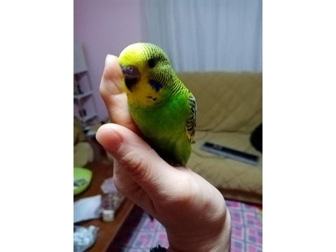Ev üretimi yavru muhabbet kuşlar