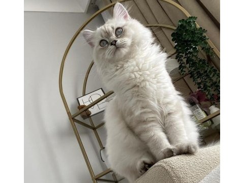 11 aylık british longhair