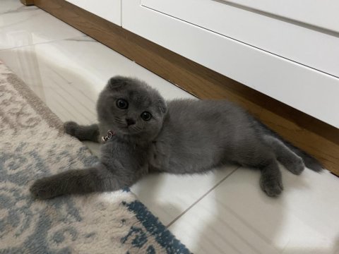 2 buçuk aylık miniklerim scottish fold