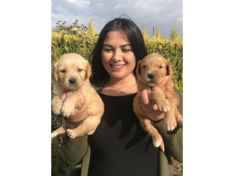 Baby face golden retriever yavrularım
