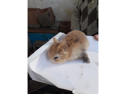 Safkan hollanda dwarf rabist cüce tavşanlar