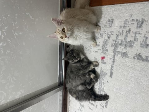 Safkan maine coon yavruları 3 aylık