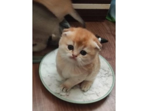 Scottish fold yavruları vonalp garantisiyle