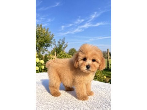 Mini boy maltipoo oğlumuz