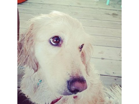 Ömürlük yuva golden retriever