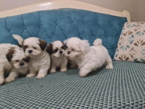 A kalite shih tzu