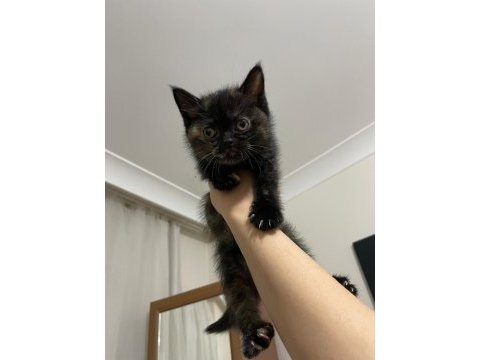 Mükemmel blue point ve british shorthair yavrular