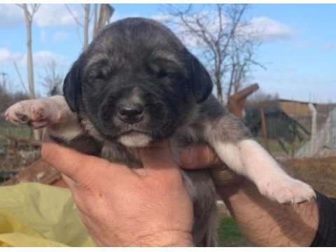 Kangal yavru devler yine meydanlarda