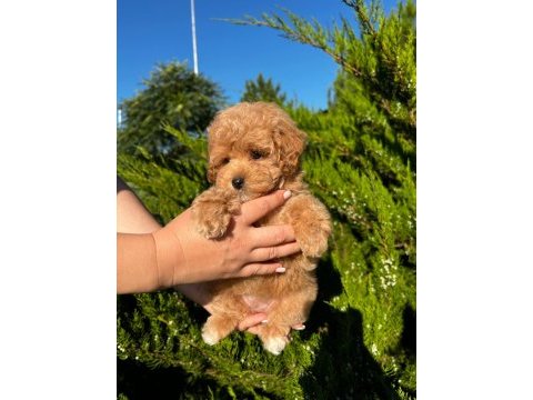 Poodle ayarında maltipo yavrular kore