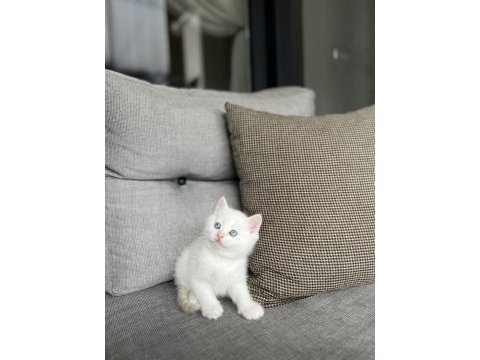 Brıtısh shorthair red point yavrularım 