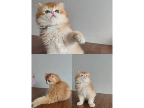 Küçük british longhair paşaya yuva arıyoruz