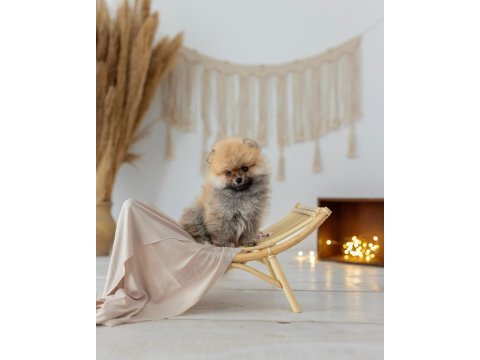 Mersin pomeranian yavru köpeğimiz
