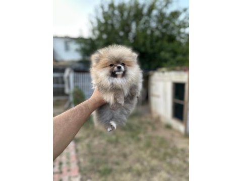 Sağlık ve ırk garantili pomeranian boo yavrularımız