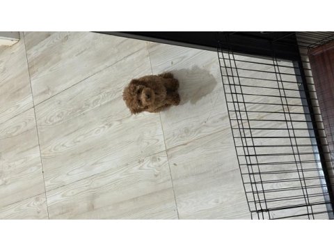 Eğitimli poodle