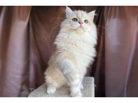 Krem rengi british longhair yakışıklı