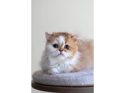 3 aylık safkan british longhair bicolor by11 03